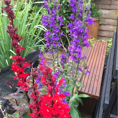 Keith's garden