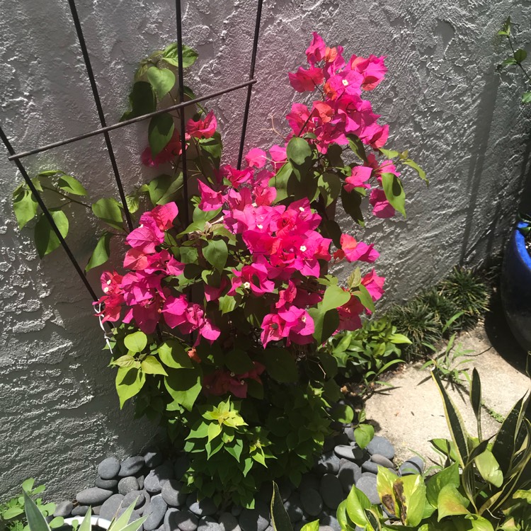Plant image Bougainvillea x buttiana 'Barbara Karst'
