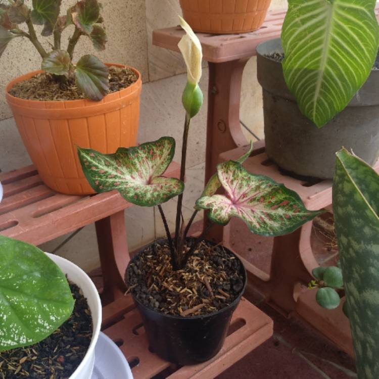 Plant image Caladium 'Thai Beauty'