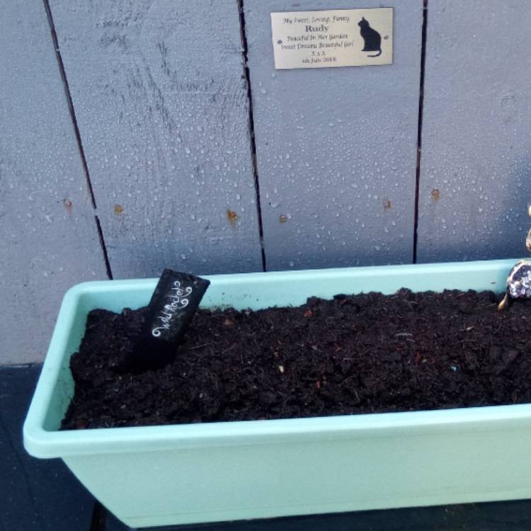 plant image 1028421