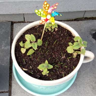 Nepeta 'Cataria'