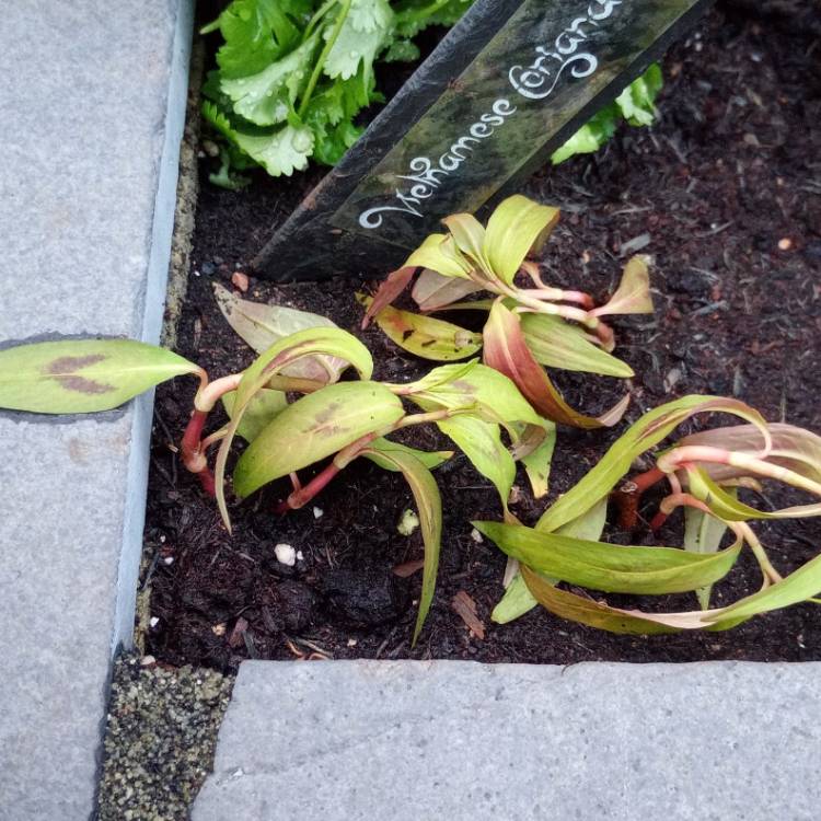 Plant image Persicaria odorata