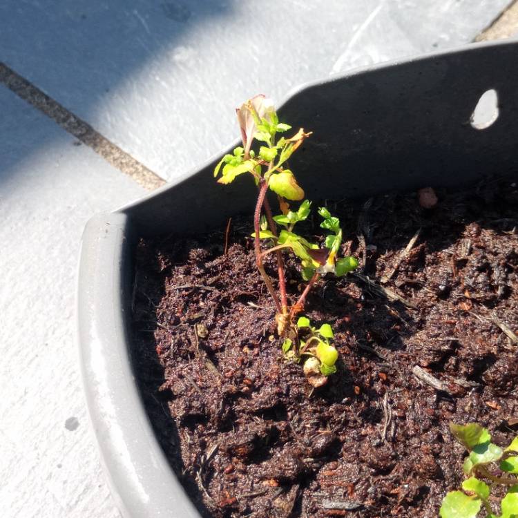 plant image 1030783