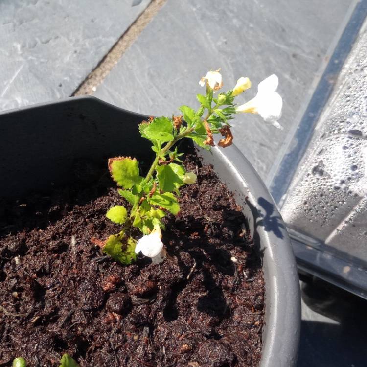 plant image 1030785