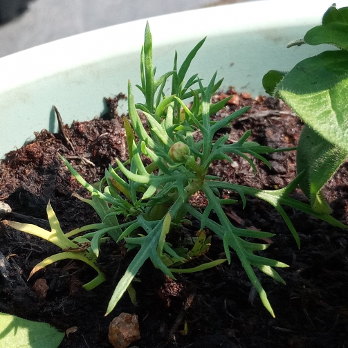 Plant image Osteospermum 'Marguerite White'