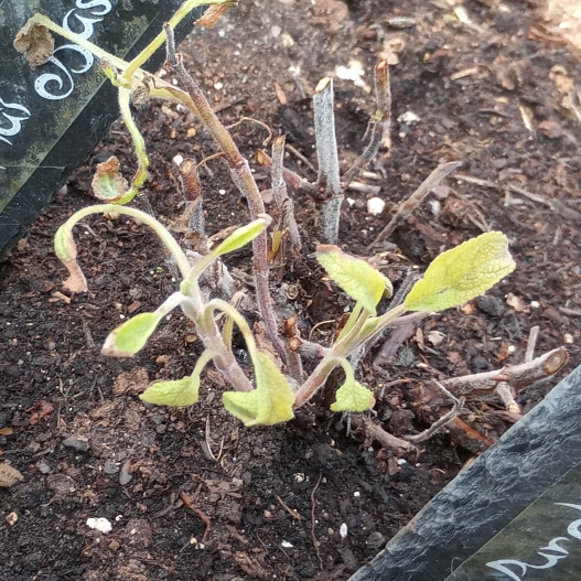 Plant image Salvia officinalis 'Purpurascens'