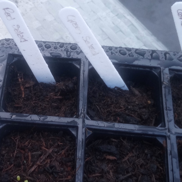 Plant image Lactuca sativa 'Salad Bowl'