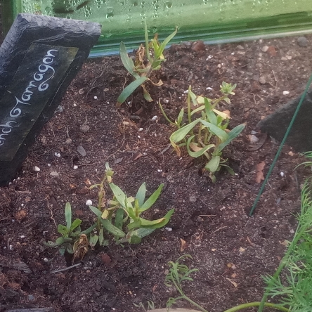 Plant image Artemisia Dracunculus