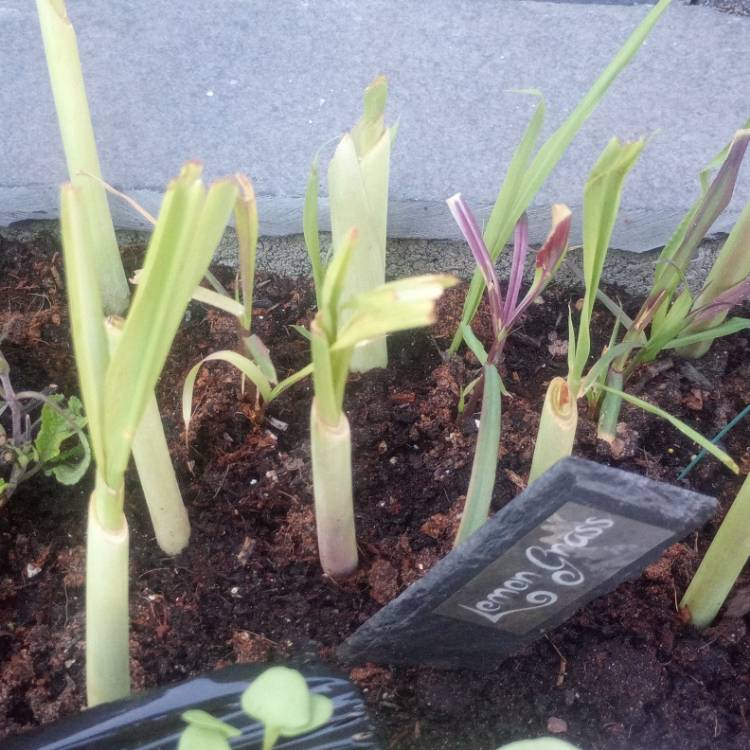 Plant image Cymbopogon citratus