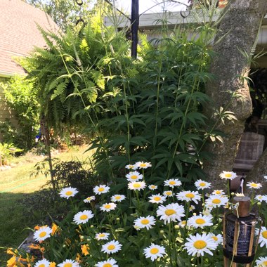 Kelli's garden