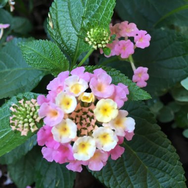 Kelli's garden