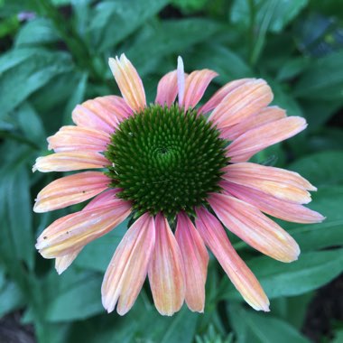 Coneflower 'Rainbow Marcella'
