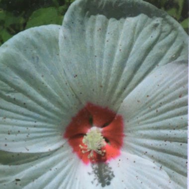 Hibiscus 'Luna White'