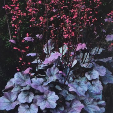 Alumroot 'Silver Gumdrop'