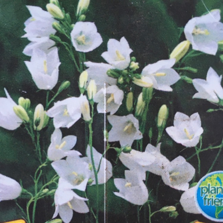 plant image 1358058