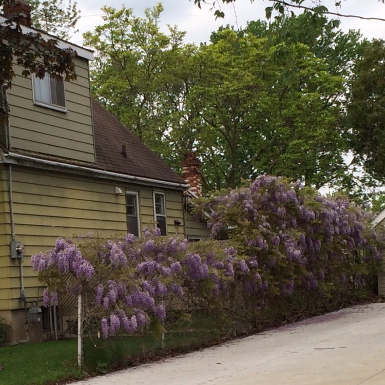 Plant image Wisteria floribunda 'Burford'