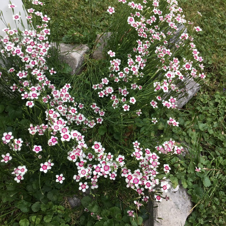 plant image 748517