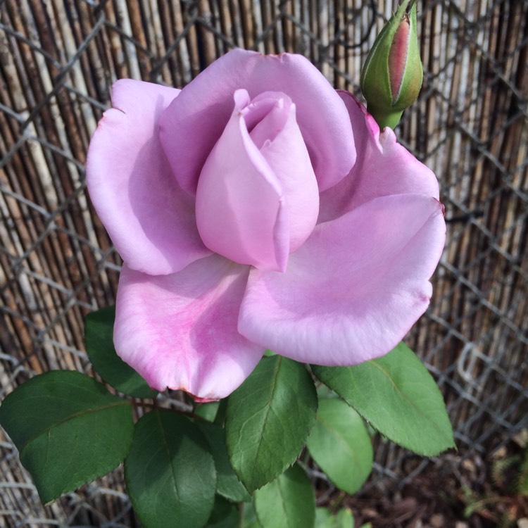 Plant image Rosa 'Blue girl'