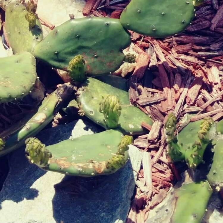 plant image 1032444
