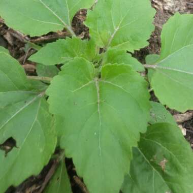 Arctium lappa