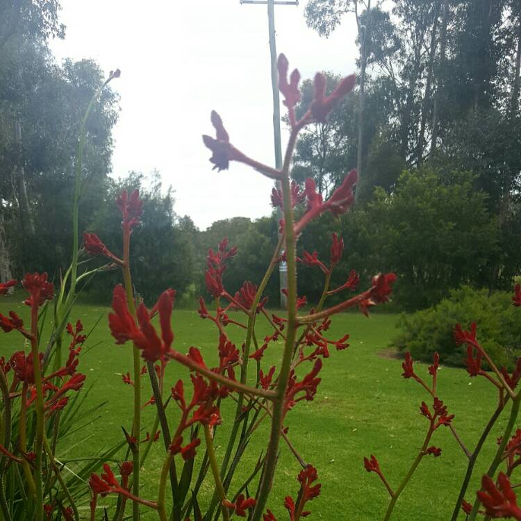 Plant image Anigozanthos 'Bush Inferno'