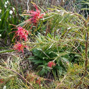 Spider flower
