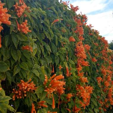 Orange Honeysuckle