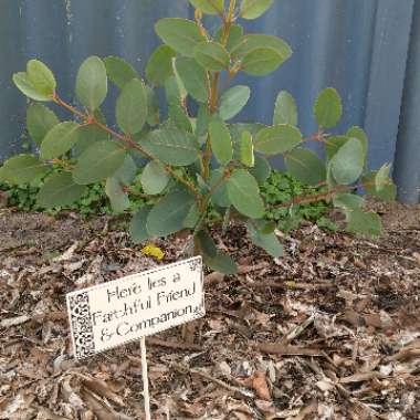 Kells's garden