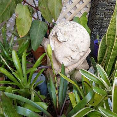 Bromeliad