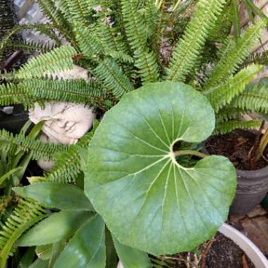 Kells's garden
