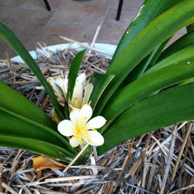 Clivia (Species) Clivia miniata var. citrina