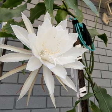 Orchid Cactus 'Queen of the night'