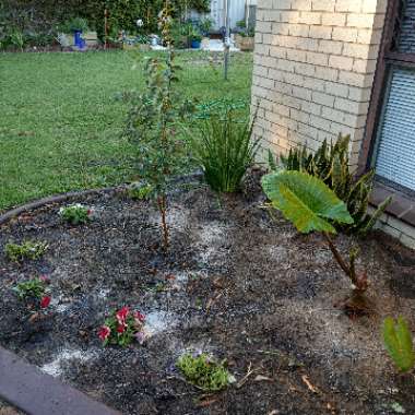 Crepe Myrtle