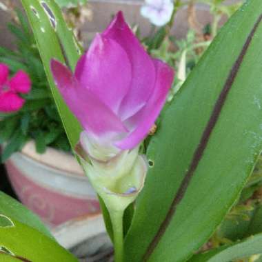 Ginger Lily