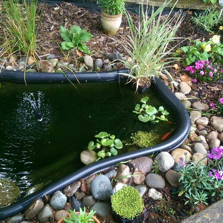 Kelly's garden