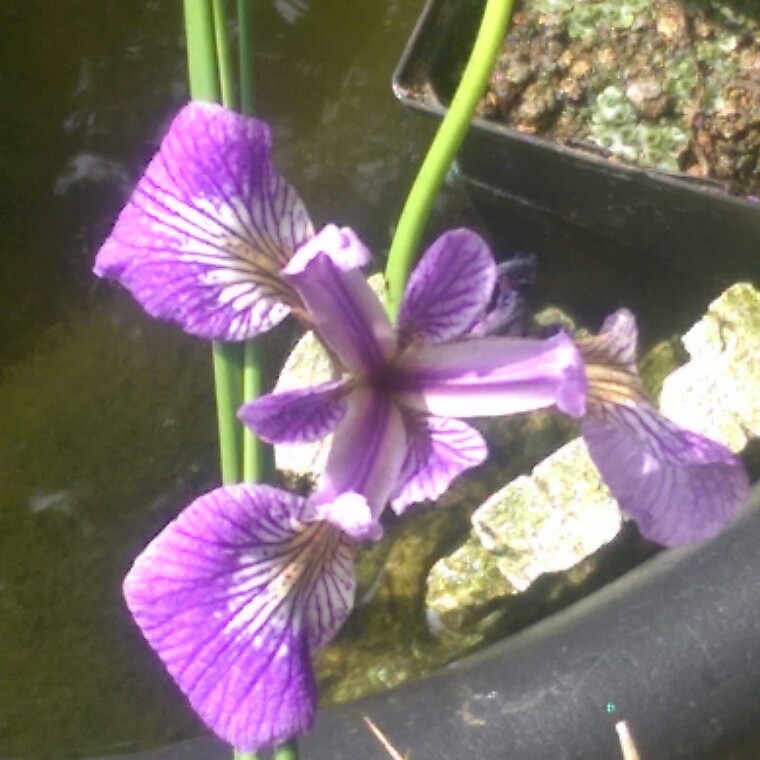 Siberian Iris 'Blue Reverie'