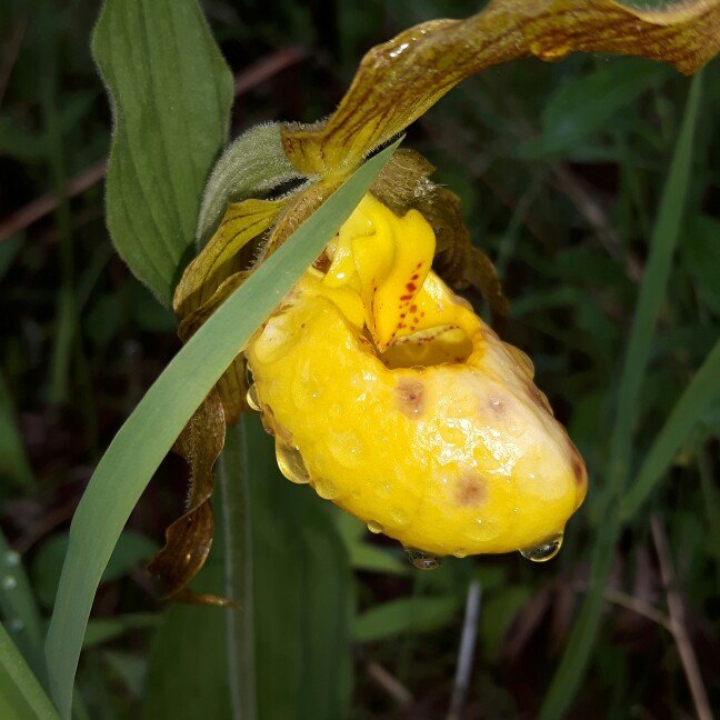 plant image 105566