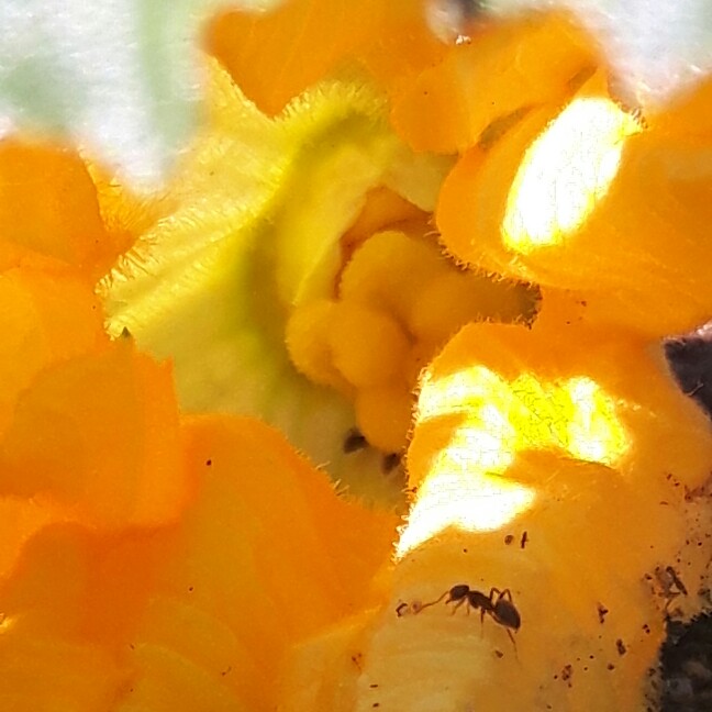 Squash