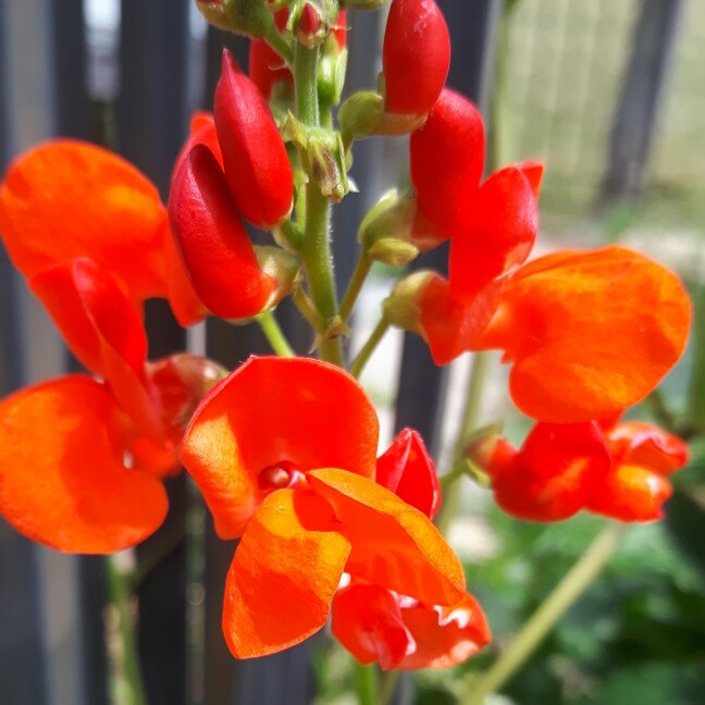 Runner Bean