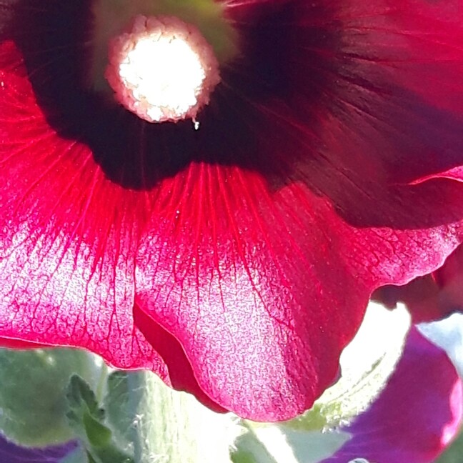 plant image 149469