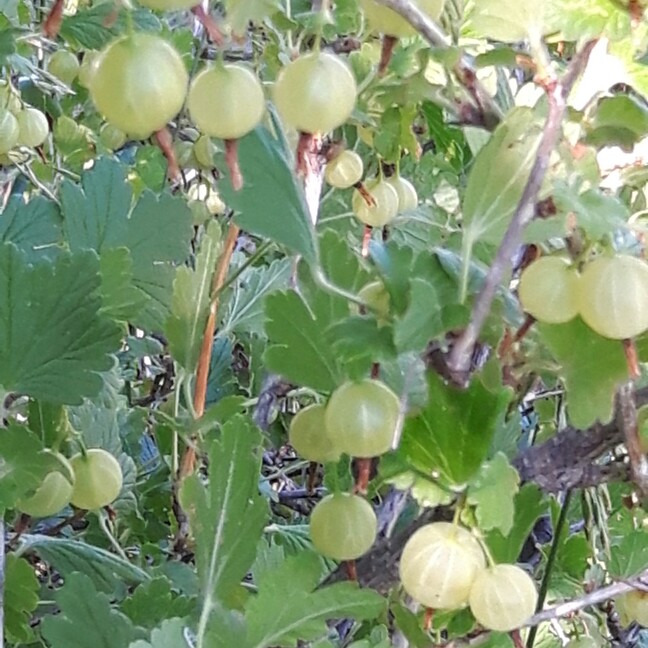Kelly 's garden