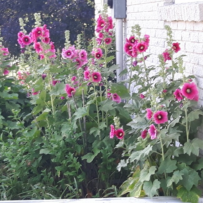 Hollyhock