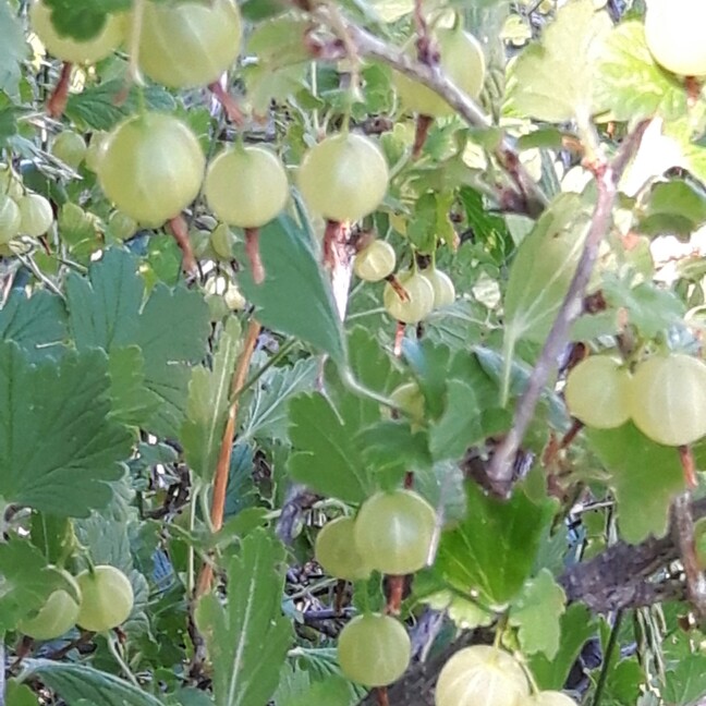 Gooseberry 'Invicta'