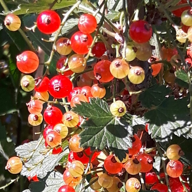Redcurrant