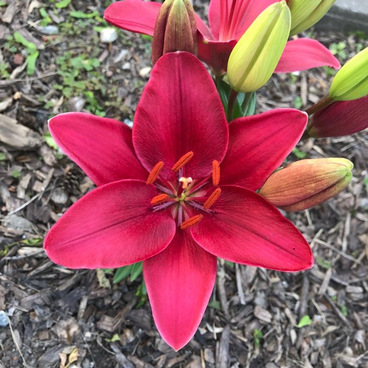 Plant image Lilium 'Matrix'