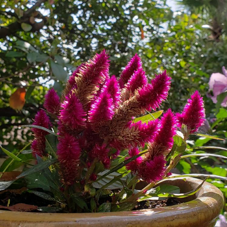 Plant image Celosia argentea (Spicata Group) 'Spiky Purple'