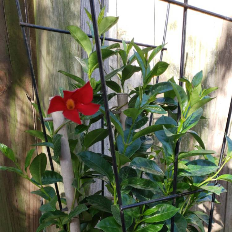 plant image 1463157