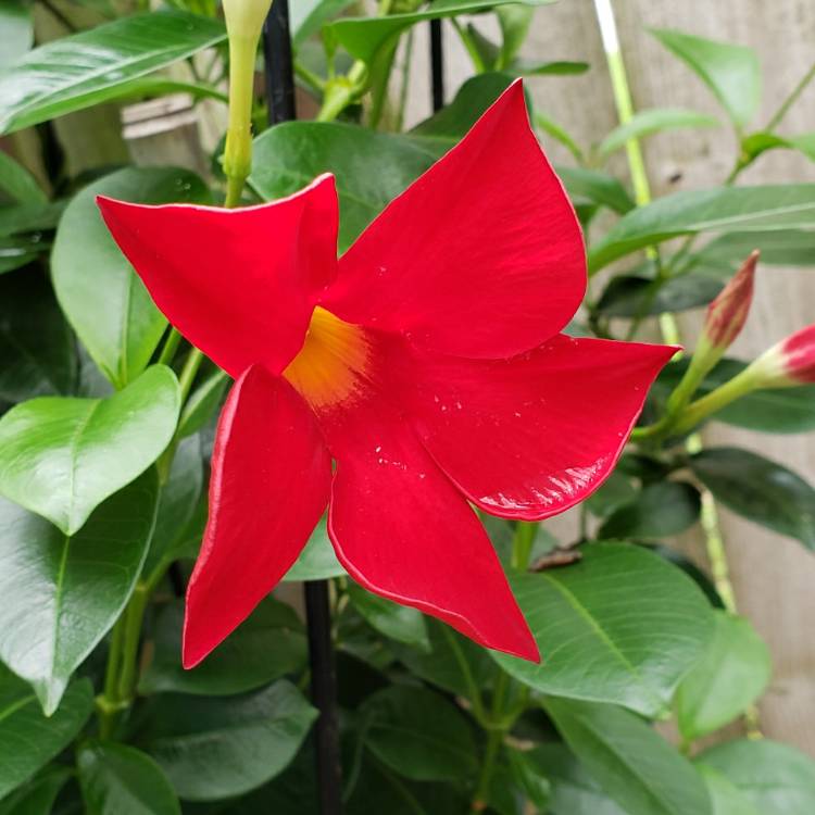 plant image 1481477