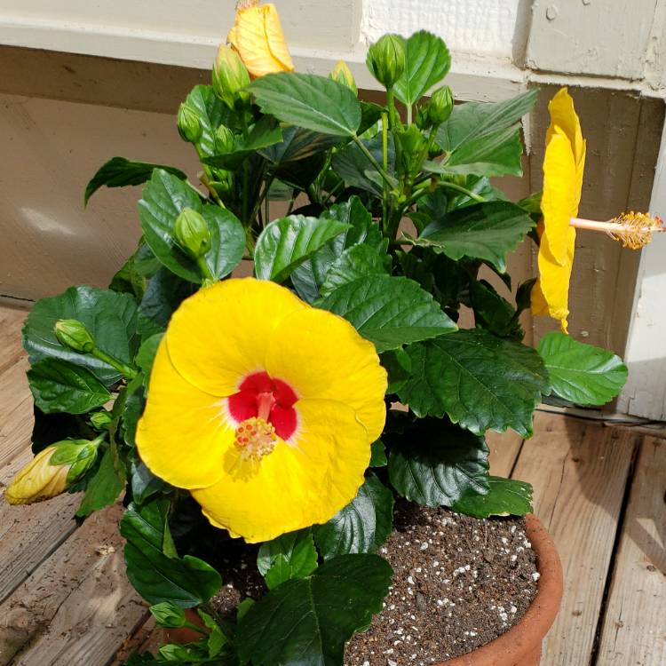 Plant image Hibiscus rosa-sinensis 'Sunset Yellow'