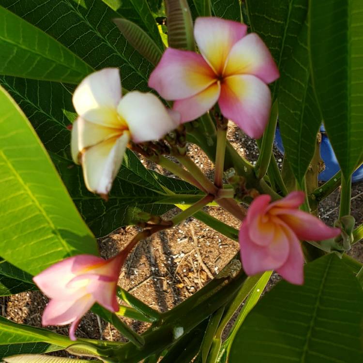 plant image 1531374